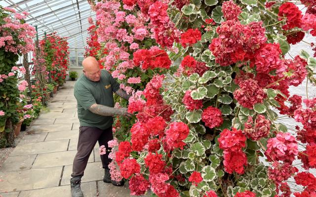Leeds City Council male gardener tends to beautiful red flowers